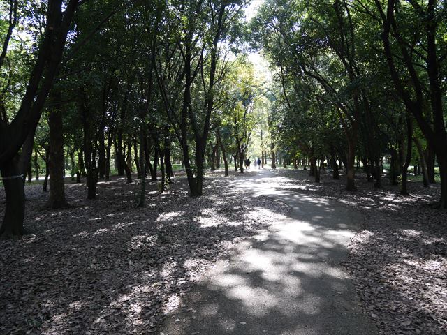 大阪城公園の木の小路