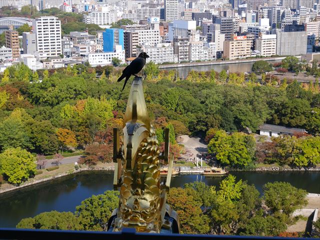 大阪城天守閣の展望台から見た眺め、金のしゃちほこ