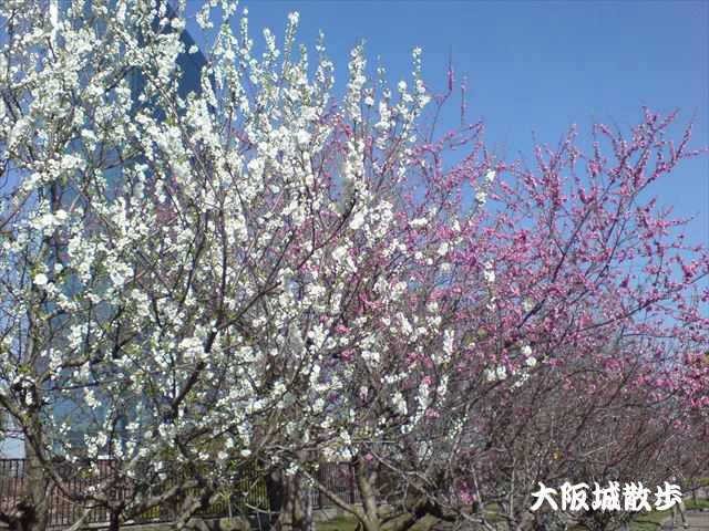大阪城公園「梅林」梅の様子