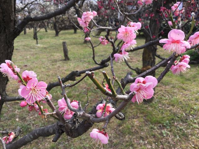 大阪城「梅林」の梅、2月下旬撮影