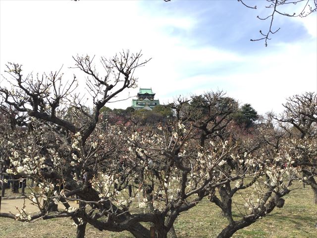 大阪城と「梅林」の梅