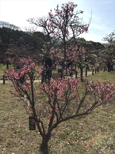 大阪城「梅林」の梅（蓮久）