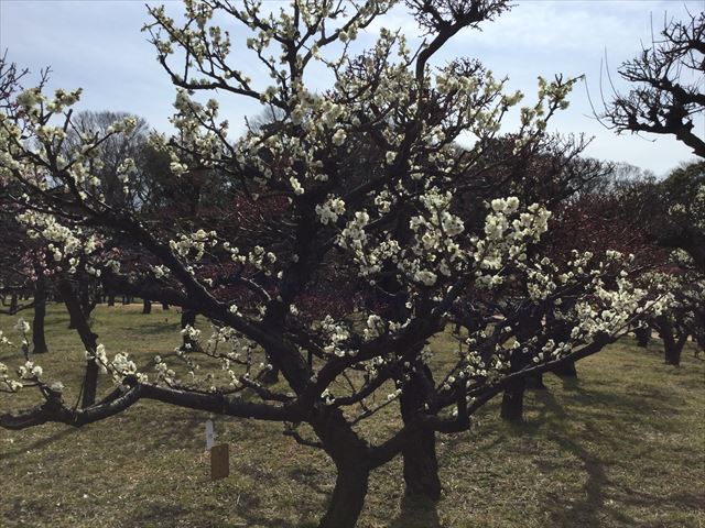 大阪城「梅林」の梅（一筋月影）