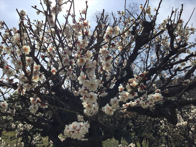 大阪城「梅林」の梅（一重野梅）