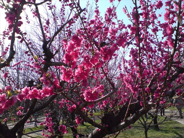 大阪城公園「桃園」の桃