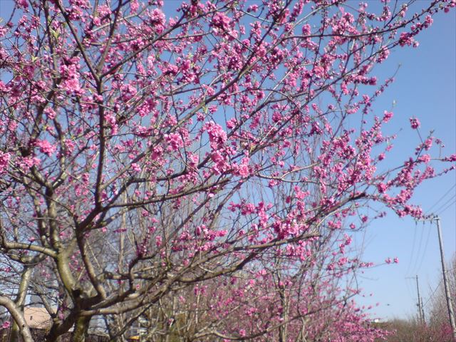 大阪城公園「桃園」の桃の様子（矢口）