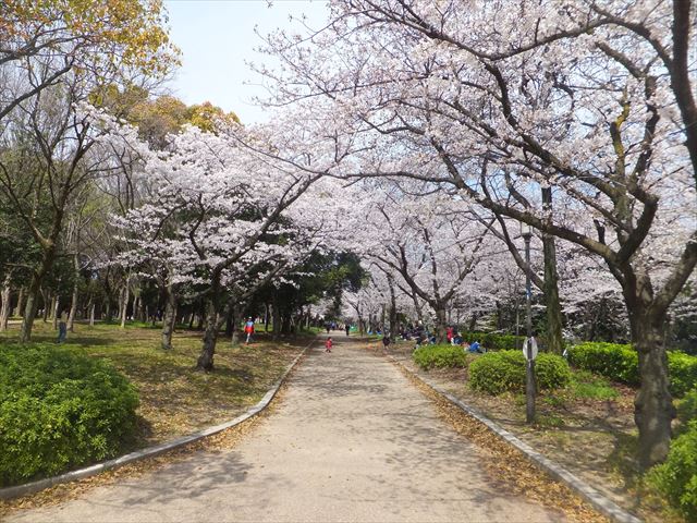 大阪城野外音楽堂前の階段上付近の桜