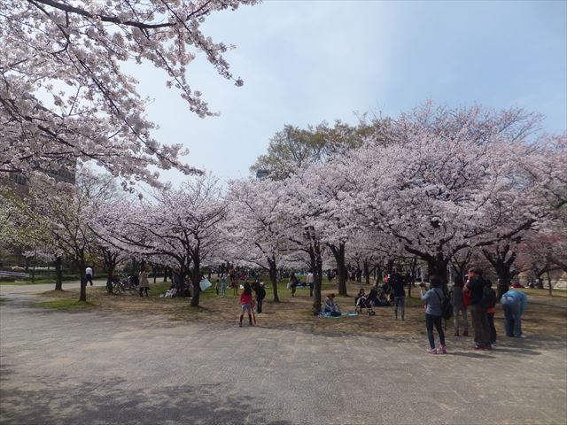 大坂城公園、南外堀付近の桜