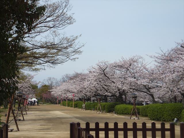 大阪城西ノ丸庭園の桜