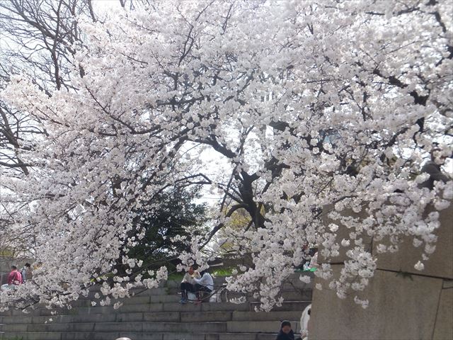 大阪城太鼓櫓跡の桜