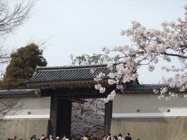 大阪城桜門周辺の桜