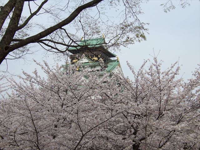 桜満開の大阪城