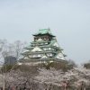 大阪城天守閣と桜