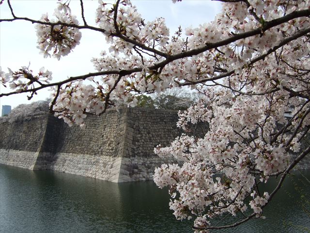 大阪城公園、城南バス駐車場周辺の桜