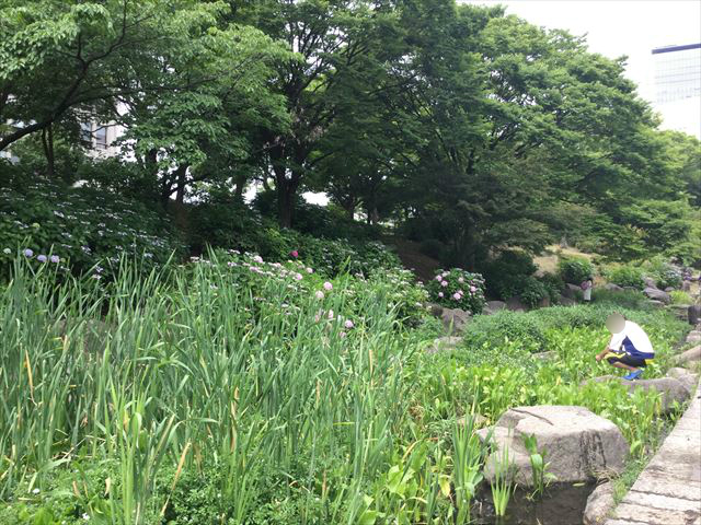 大阪城公園「あじさい園」と池