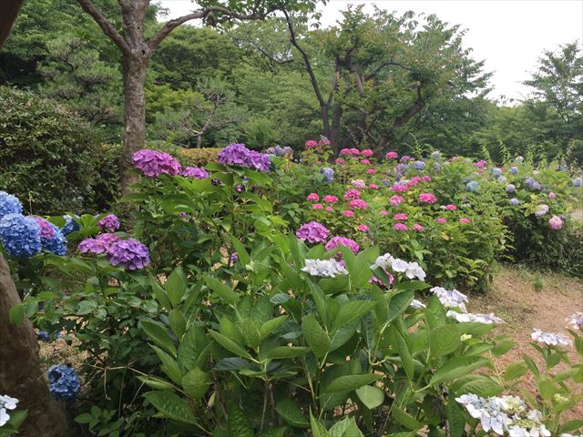 大阪城公園「あじさい園」一面に咲くあじさいの様子