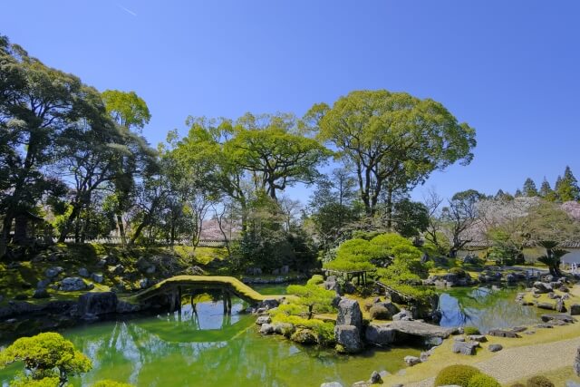 醍醐寺の桜